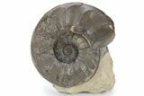 Triassic Ammonite (Ceratites compressus) Fossil - Germany #243501-1